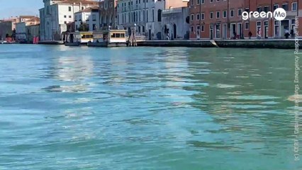 Venezia: avvistata coppia di delfini