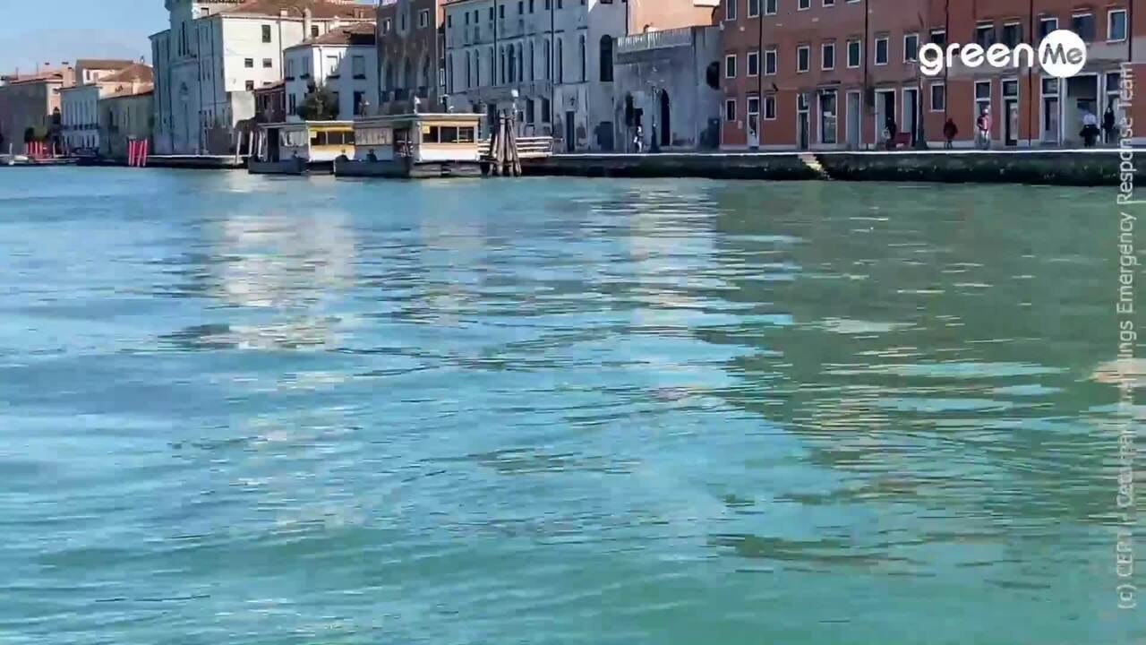 Venezia: avvistata coppia di delfini