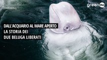 Dall'acquario al mare aperto, la storia dei due beluga liberati