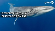 A Tenerife il Santuario europeo delle Balene