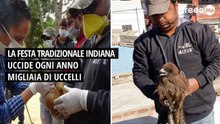 La festa tradizionale indiana uccide ogni anno migliaia di uccelli