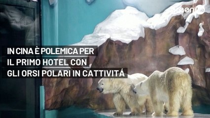 In Cina è polemica per il primo hotel con orsi polari in cattività
