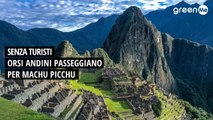 Senza turisti orsi andini passeggiano per Machu Picchu