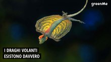 I draghi volanti esistono davvero