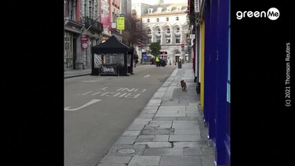 Incredibile: Volpe avvistata a Dublino 🦊