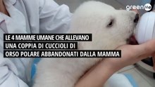 Le 4 mamme umane che stanno allevando una coppia di cuccioli di orso polare abbandonati alla nascita