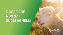 3 cose che non sai sugli agnelli