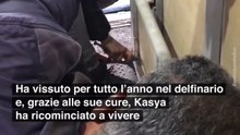 La delfina Kasya è salva!
