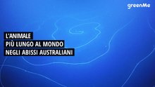 L'animale più lungo al mondo negli abissi australiani