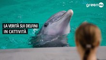 La verità sui delfini in cattività