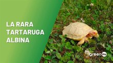 La rara tartaruga albina