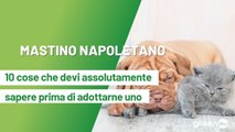 Mastino napoletano: 10 cose da sapere prima di adottarne uno