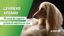 Levriero afgano: 10 cose da sapere prima di adottarne uno
