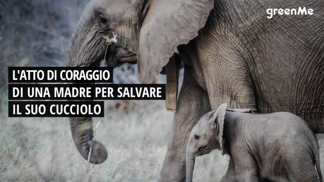 L'atto di coraggio di una madre per salvare il suo cucciolo