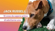 Jack russell Terrier: 10 cose da sapere prima di adottarne uno