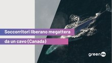 Soccorritori liberano megattera da un cavo (Canada)