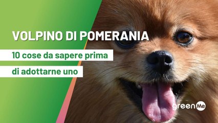Volpino di Pomerania: 10 cose da sapere prima di adottarne uno