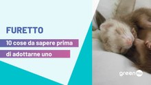 Furetti: carattere e 10 cose da sapere prima di adottarne uno (o più)