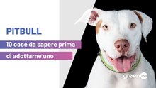 Pitbull: 10 cose da sapere prima di adottarne uno