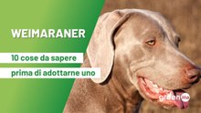 Weimaraner: 10 cose da sapere prima di adottarne uno