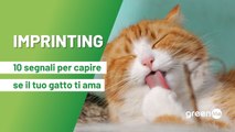 Imprinting: 10 segnali che ti fanno capire se il tuo gatto ti ama