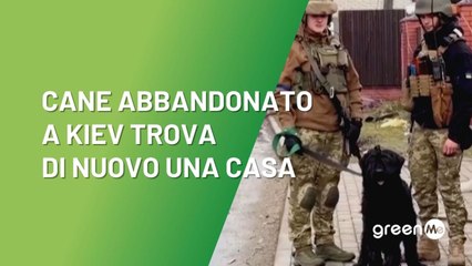Cane abbandonato a Kiev trova di nuovo una casa