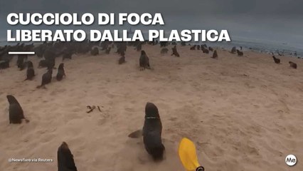Cucciolo di foca liberato dalla plastica