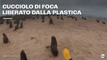 Cucciolo di foca liberato dalla plastica