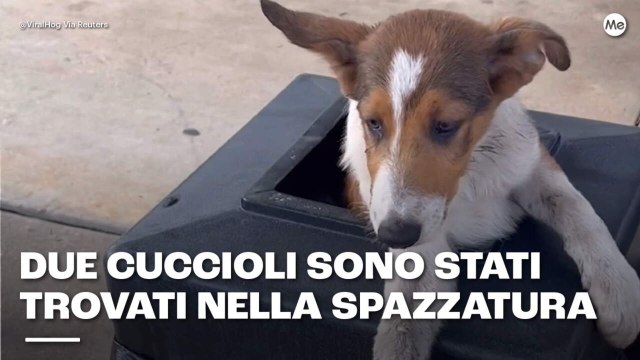 Due cuccioli sono stati trovati nella spazzatura