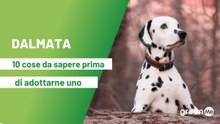 Dalmata: 10 cose da sapere prima di adottarne uno