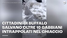 Cittadini di Buffalo salvano oltre 10 gabbiani intrappolati nel ghiaccio