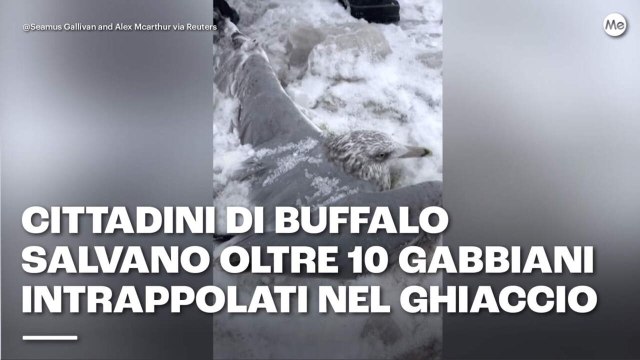 Cittadini di Buffalo salvano oltre 10 gabbiani intrappolati nel ghiaccio