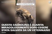 Questa cagnolina è guarita miracolosamente dopo essere stata salvata da un veterinario