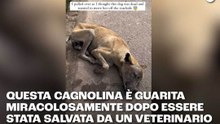 Questa cagnolina è guarita miracolosamente dopo essere stata salvata da un veterinario