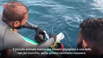 Tartaruga marina salvata da un groviglio di rifiuti