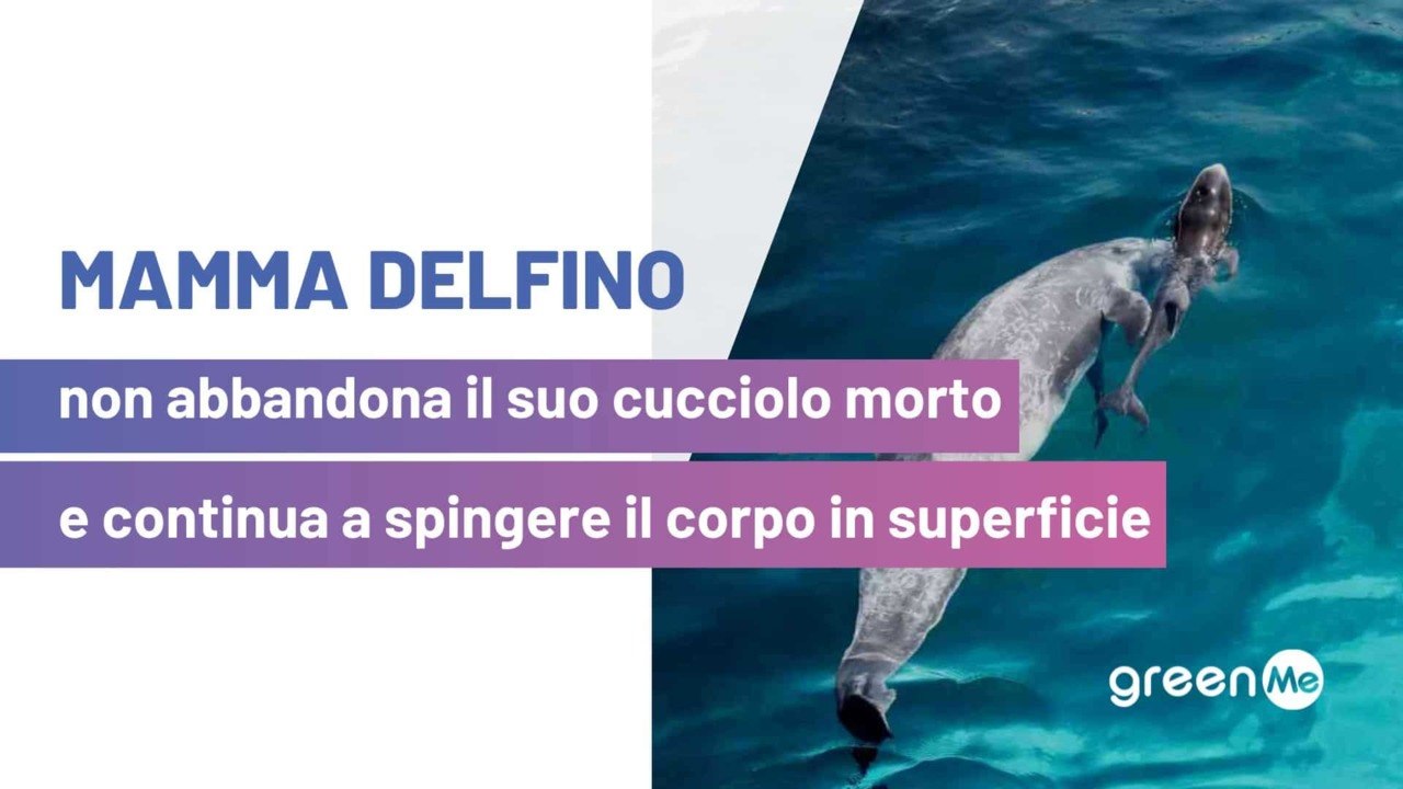 Mamma delfino non abbandona il suo cucciolo morto e continua a spingere il corpo in superficie