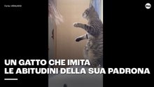 Un gatto che imita le abitudini della sua padrona