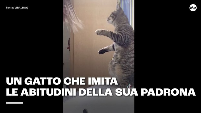 Un gatto che imita le abitudini della sua padrona