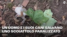 Un uomo e i suoi cani salvano scoiattolo paralizzato