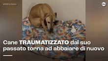 Cane traumatizzato dal suo passato torna ad abbaiare di nuovo