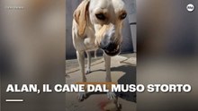 Alan, il cane dal muso storto