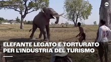 Elefante legato e  torturato per l'industria del turismo