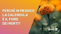 Perché in Messico la calendula è il  