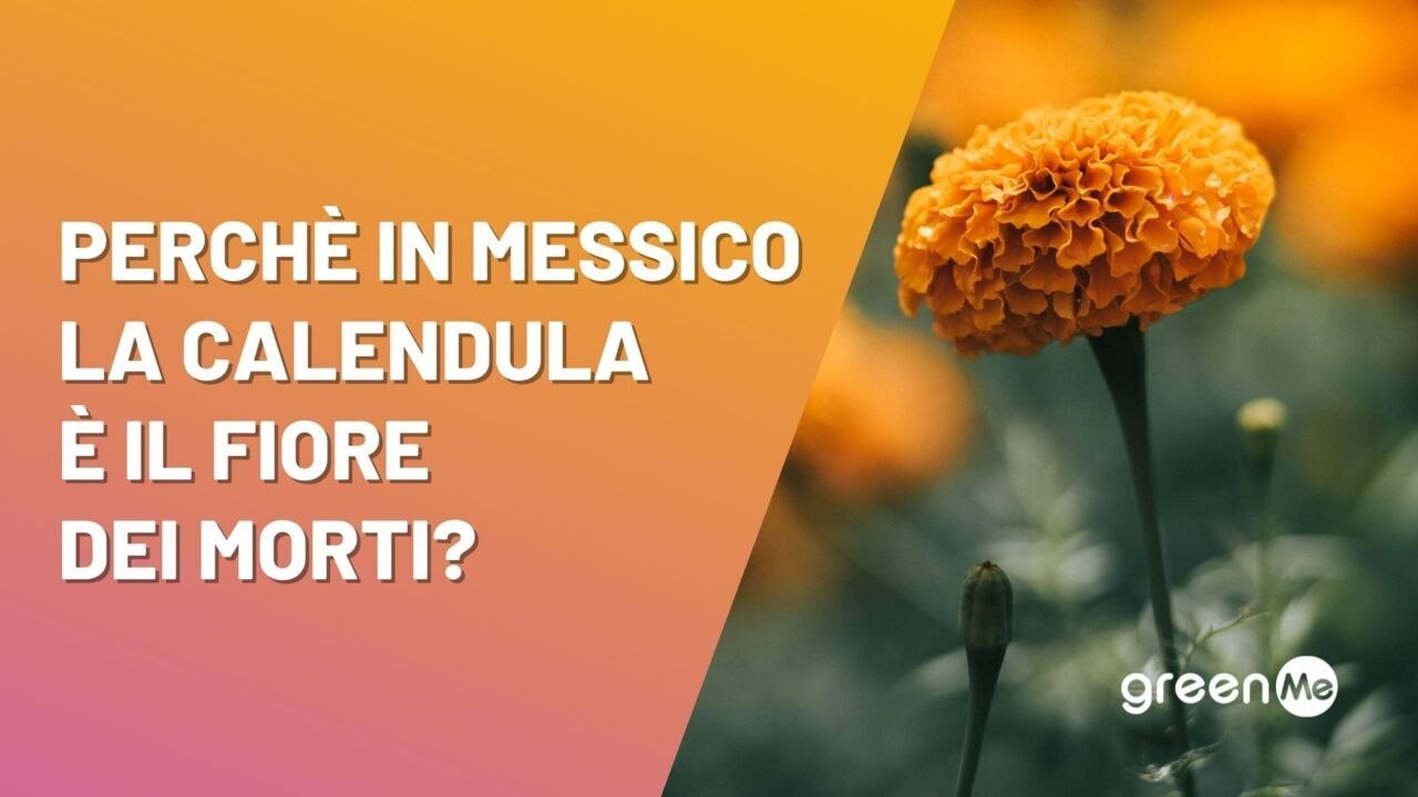 Perché in Messico la calendula è il  "fiore dei morti"?