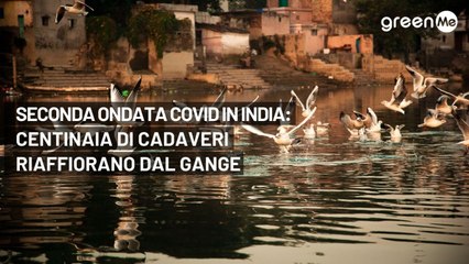 Seconda ondata Covid in India: centinaia di cadaveri riaffiorano dal Gange
