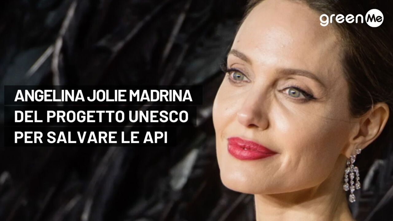 Angelina Jolie madrina del progetto Unesco per salvare le api