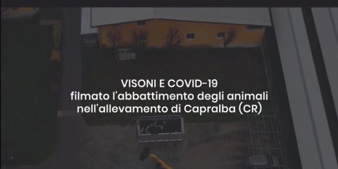 La strage dei visoni nell'allevamento italiano colpito dal covid-19
