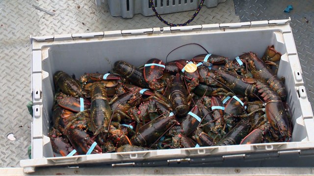 09 fev TOPO LPM Faillite renaissance IDLM archives