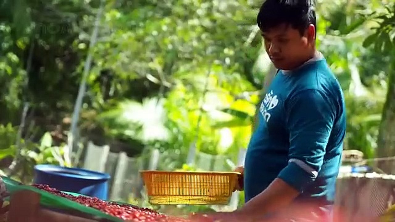 How Civet make World Most Expensive Coffee - Civet Coffee Farming - Coffee Harvest and Processing