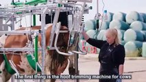 How modern cow machine works - Incredible farm- dairy modern technology machines